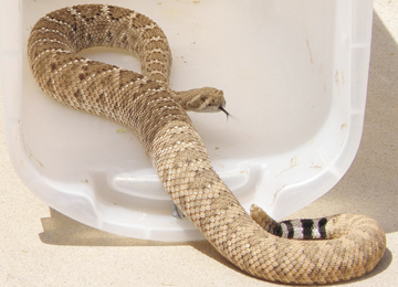 rattlesnake